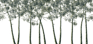 ISIDORELEROY_TRICHROMIE_DE_PINS_BLANC_VERT_JAUNE